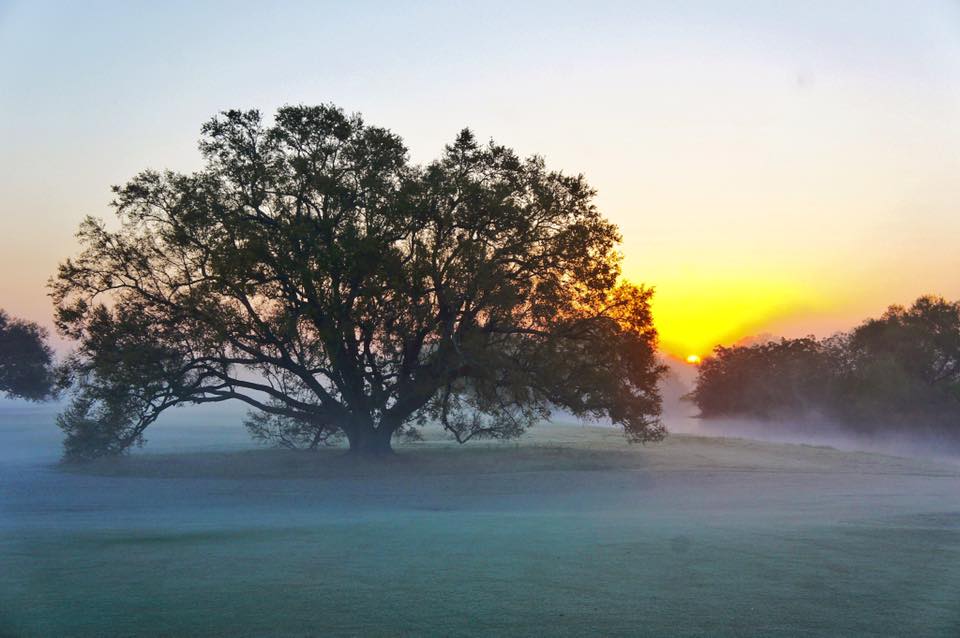 Course greens