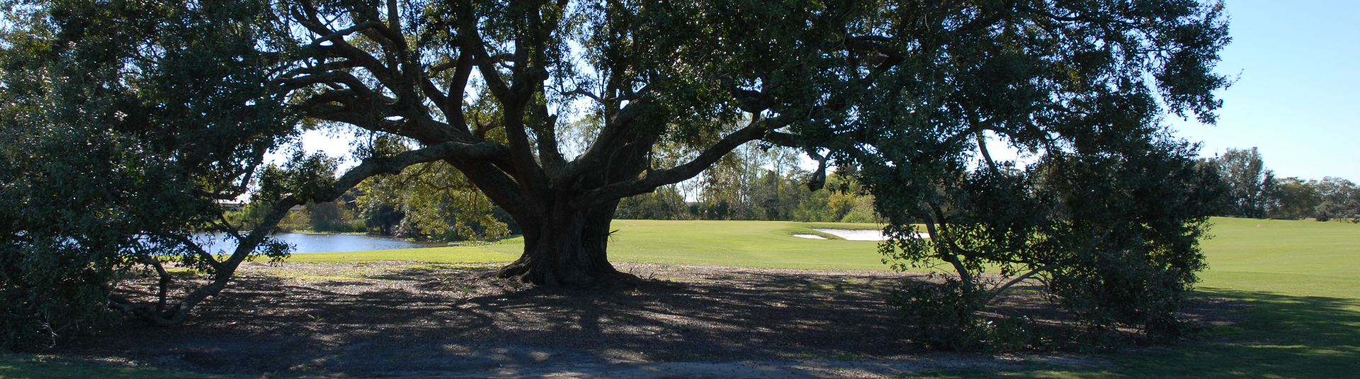 tree on golf course green